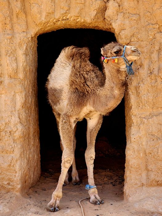 A camel standing in a stone doorway