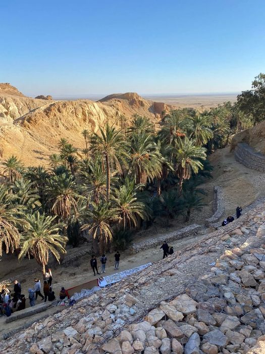 A palm grove in a mountain oasis