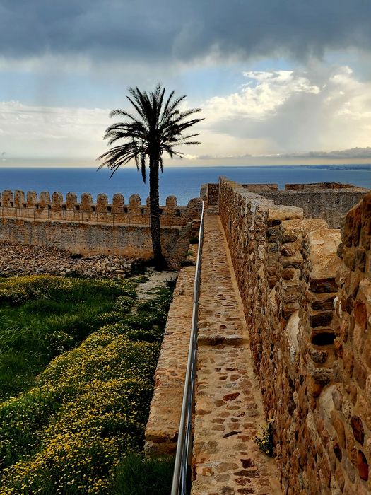 A palm on the ramparts above the Mediterranean