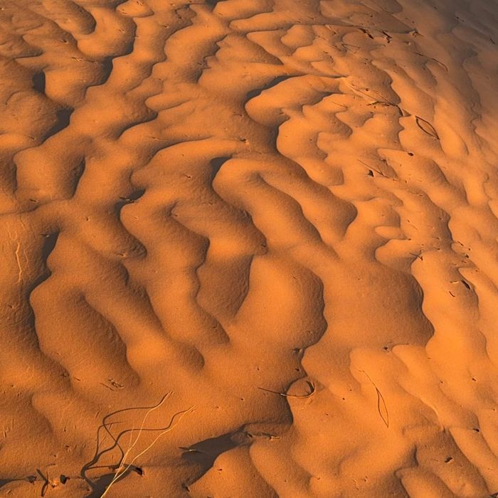 Wind ripples across a Sahara dune
